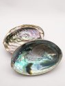 COQUILLE D'ORMEAU