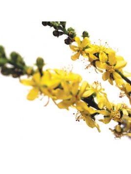 FLEUR DE BACH ORGINAL AGRIMONY