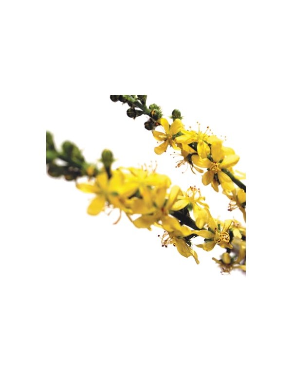 FLEUR DE BACH ORGINAL AGRIMONY