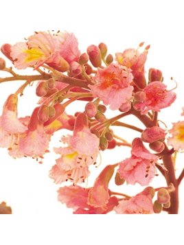 FLEUR DE BACH ORIGINAL RED CHESTNUT