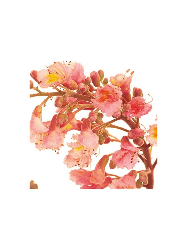 FLEUR DE BACH ORIGINAL RED CHESTNUT